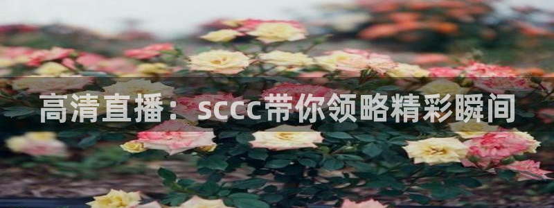 飞速体育直播app下载：高清直播：sccc带你领略精彩瞬间